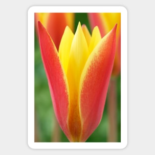 Tulipa clusiana var. chrysantha  'Tubergen's Gem'  Lady tulip  Miscellaneous tulip group Sticker